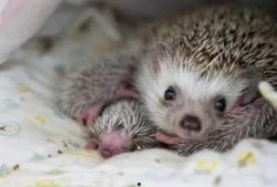 刺猬可以吃白瓜吗视频,刺猬食用白瓜实验揭秘