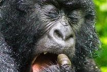 主播吃瓜嘴巴像大猩猩的视频,网友惊呼像大猩猩