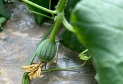 小时候吃红瓜视频