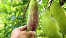 老外吃八月瓜视频网站,老外挑战八月瓜，揭秘神秘热带水果的滋味之旅