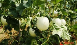 主播吃小瓜蜜瓜视频下载,视频下载见证甜蜜瞬间