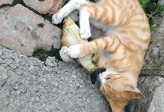 猫咪吃瓜可爱视频,萌态十足，可爱指数爆表！