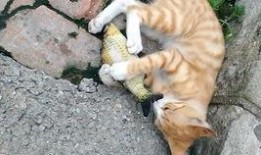 猫咪吃瓜可爱视频,萌态十足，可爱指数爆表！