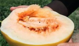 恐龙蜜瓜能煮熟吃吗视频,能否煮熟成为美味佳肴？