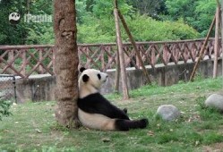 吃瓜大熊猫视频大全集,趣味视频大全集回顾