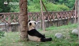 吃瓜大熊猫视频大全集,趣味视频大全集回顾