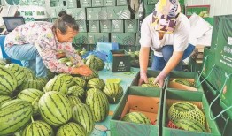 近期河间吃瓜事件视频,一场引发热议的网络奇观揭秘