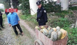 唐河吃瓜事件真相视频完整版,揭秘真相背后的惊人内幕