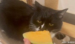 猫怎么吃哈密瓜好吃呢视频,哈密瓜新吃法，猫咪也爱不释口