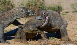 印度巨蜥被吃瓜视频大全,被吃瓜视频大全揭秘生存困境