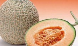 哈密瓜小母鸡可以吃吗视频,探索新型宠物饮食搭配