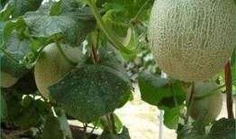 吃哈密瓜变成猴子视频,视频揭秘吃瓜变猴之谜