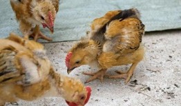 小鸡可以吃白瓜吗视频,揭秘白瓜的营养与食用方法