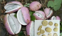 皇上吃八月瓜视频大全在线观看,视频大全带你一饱眼福