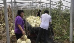 寿光东城吃瓜事件原视频,一场引发热议的街头冲突