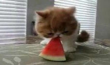 坐等吃瓜搞笑视频,带你领略欢乐时光