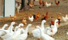 吃瓜鹅组视频解说,揭秘娱乐圈幕后故事