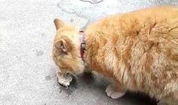 小猫咪可以吃白瓜吗视频,揭秘小猫咪能否享用白瓜