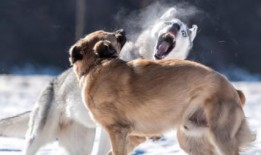 恶犬吃瓜的视频,这瓜有毒！