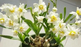 水仙花吃瓜视频,一场别开生面的趣味互动