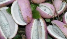 皇上吃八月瓜视频大全在线观看,视频大全带你一饱眼福