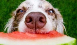 狗狗吃茭瓜视频播放大全,萌宠美食视频大盘点