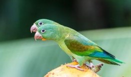 瓜被鸟吃还会结瓜吗视频,意外催生奇妙果实现象揭秘