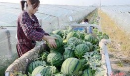 山东日照吃瓜事件视频,一场引发热议的网络视频风波