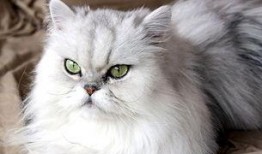 波斯猫吃哈密瓜好吗视频,美味还是禁忌？