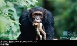 猩猩吃角瓜的视频大全,视频大全中的萌态瞬间