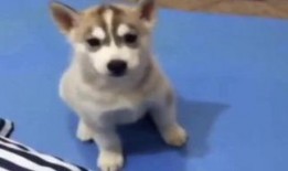 两个狗吵架吃瓜视频播放,一场吃瓜群众的欢乐盛宴