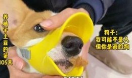 小熊猫吃瓜视频,萌态十足，网友直呼可爱爆表！