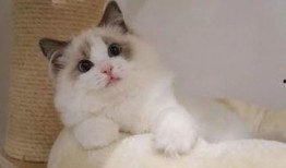 布偶猫吃哈密瓜视频播放,萌态十足引网友热议