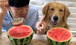 金毛夫妻吃瓜视频,萌态十足引网友热议