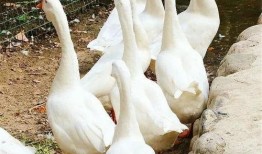 三月瓜可以喂鹅吃吗视频,鹅的天然美食探索之旅