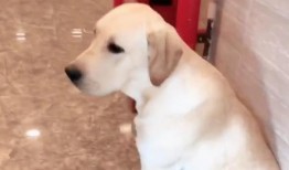 吃瓜拉布拉多主人视频在线观看,萌宠互动，欢乐无限