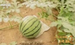 主动提出吃瓜视频,主动探索的娱乐新潮流