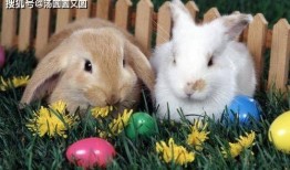 兔子吃瓜完整视频,萌宠趣味瞬间大盘点