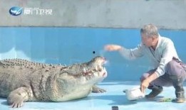 吃瓜的鳄鱼视频大全下载,趣味横生的动物世界瞬间