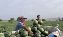 云州区吃瓜视频,揭秘当地特色美食与风土人情
