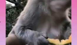 吃瓜猴子的视频,揭秘网络红人的爆红之路