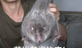 竹鼠吃瓜的视频,萌态十足引网友爆笑