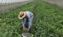 新平湖吃瓜群众视频,揭秘当地热门事件背后的真相