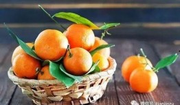 皇后喂胖橘吃哈密瓜视频,胖橘大快朵颐哈密瓜美食时光