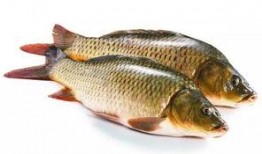 韩国吃货八瓜鱼视频大全