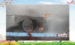 乌龟吃哈密瓜视频,萌宠美食新体验