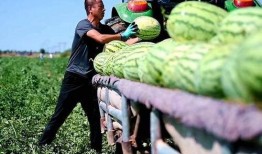 宁夏银川吃瓜事件视频最新,一场网络热议背后的真相揭秘