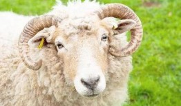 瓜田里的羊吃瓜视频,一场意外的田园喜剧