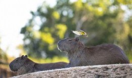 水豚吃哈密瓜视频在线观看,哈密瓜成美食盛宴