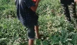 村民看吃瓜视频,吃瓜视频背后的乡村生活变迁